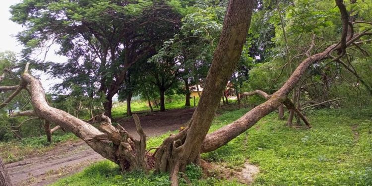 Guinée / alerte météo : le thermomètre affiche 33°C à Siguiri et 9°C Dalaba 1 VENT VIOLENTS OK