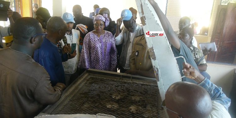 Fumage des poissons en Guinée : Boffa et Dubréka servent de pilote aux fours améliorés 1 Peche