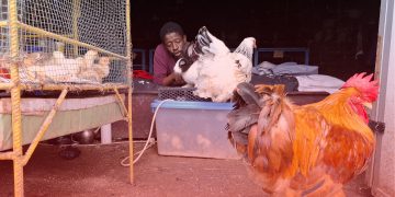 « Un coq à 1 million 500 mille GNF » : Nouvelles races de poulets en Guinée !