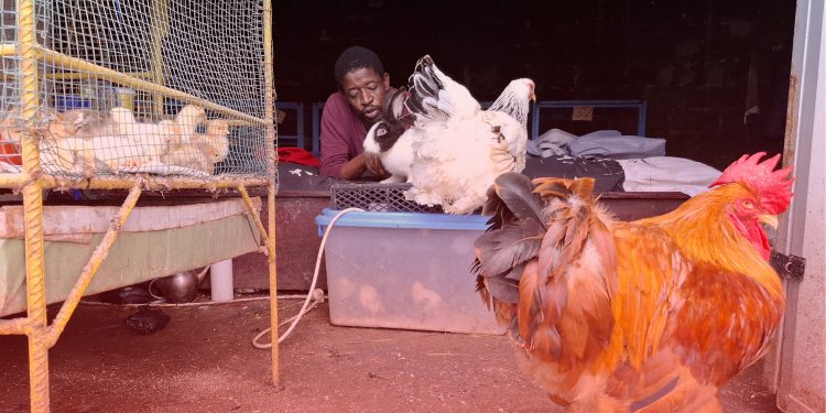 « Un coq à 1 million 500 mille GNF » : Nouvelles races de poulets en Guinée ! 1 « Un coq à 1 million 500 mille GNF » : Nouvelles races de poulets en Guinée !