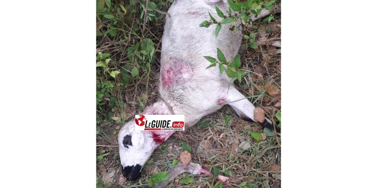 Chiens errants à Kissidougou : un danger permanent pour chèvres et moutons (victimes) 1 Chiens errants à Kissidougou : un danger permanent pour chèvres et moutons (victimes)