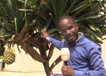 Écologie esthétique : à la découverte d’une plante rare et qui passe inaperçu !