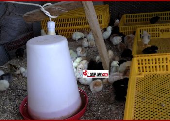 Vente de Poussins à Conakry  : Contactez Baillo DIALLO au+224 629 09 27 88