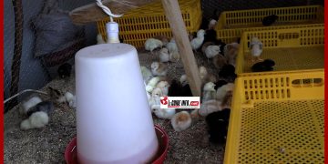 Vente de Poussins à Conakry  : Contactez Baillo DIALLO au+224 629 09 27 88