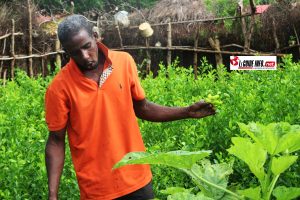 Abdoulaye Bah dans sa pépiniére de citrons à Boulléré