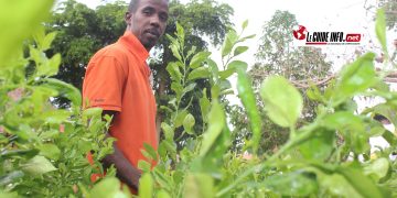 Abdoulaye Bah, Pépiniériste et agriculteur