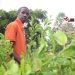 Fourniture de citronniers de qualité : un jeune pépiniériste en quête de clientèle à Sangarédi 3 Abdoulaye Bah, Pépiniériste et agriculteur