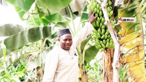 À Boké, un agriculteur pas comme les autres : Yaya Sakho cherche des investisseurs sérieux 1 Elhadj Yaya Sakho