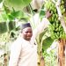 À Boké, un agriculteur pas comme les autres : Yaya Sakho cherche des investisseurs sérieux 4 Elhadj Yaya Sakho