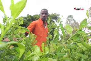 Abdoulaye Bah, Pépiniériste et agriculteur